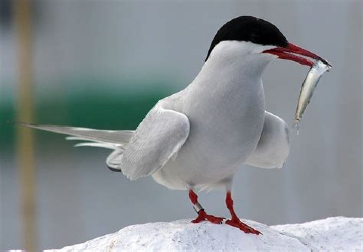 Where do terns sleep?