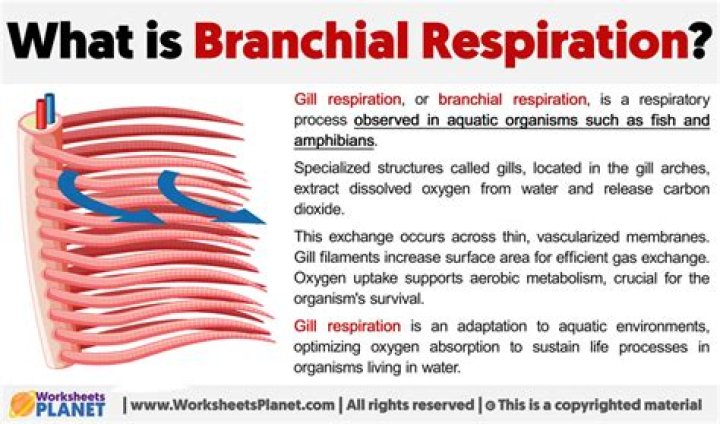 Where is branchial respiration?