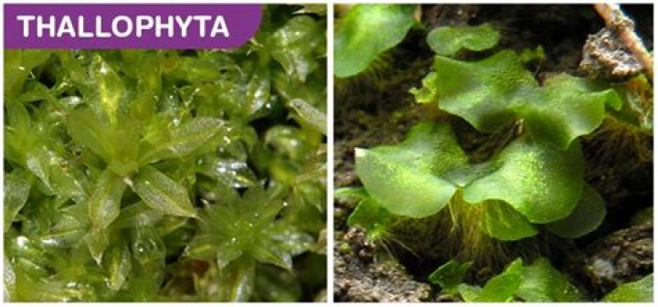 Where is thallophytes found?