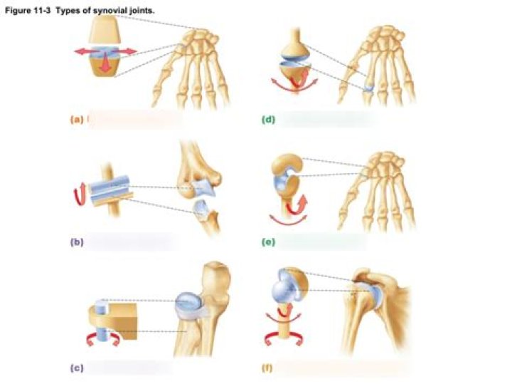 Which articulation represents a gliding joint?