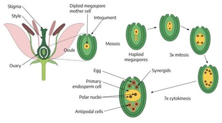 Which of the following is the male gametangium in plants?