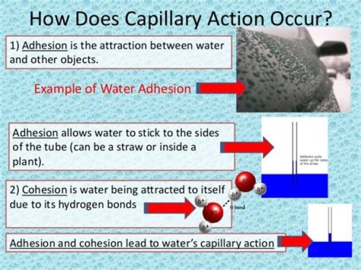 Which property of water allows it to stick to itself?