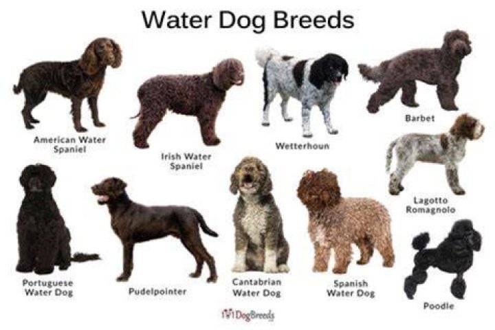 Who owns the waterdogs?