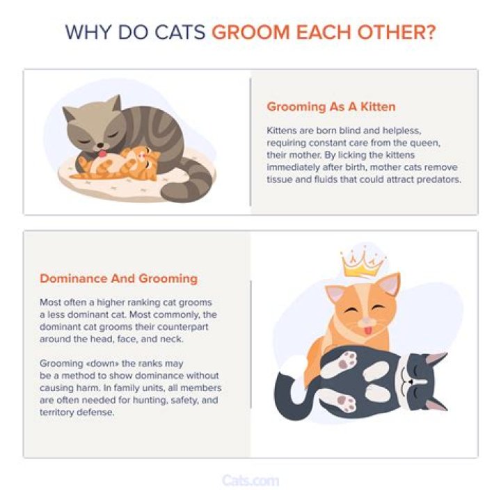 Why do cats hmm?