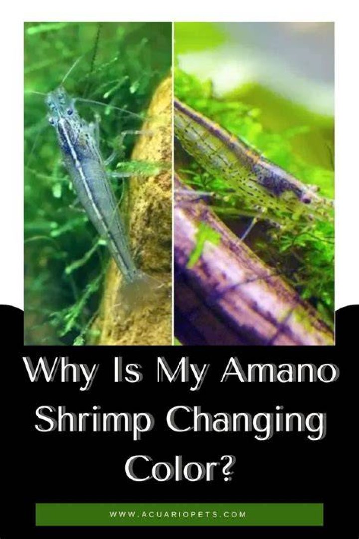 Why do ecosphere shrimp change color?