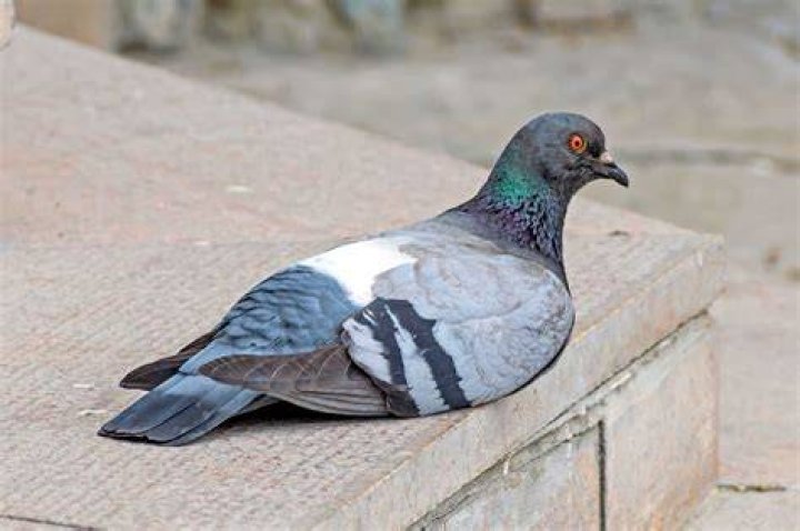 Why is a pigeon sitting down?
