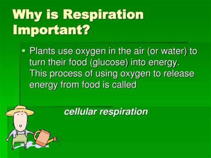 Why is respiration so important?