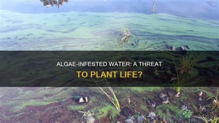 Will algae kill plants?